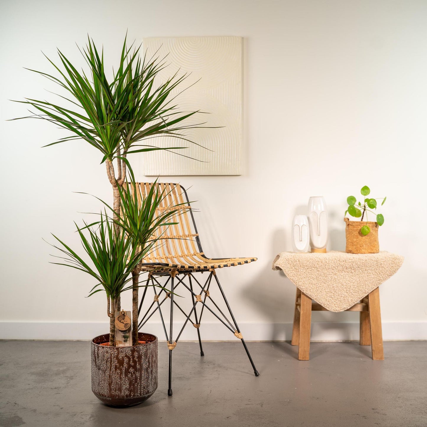 DRACAENA MET BLOEMPOT - ↨120CM - Ø21CM