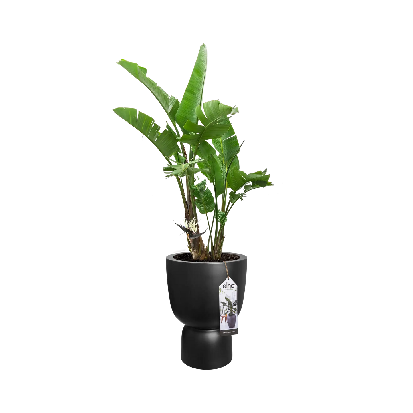 POT ELHO PURE COUPE ZWART - D35 x H49 ''GEPRESENTEERD OP RTL4''