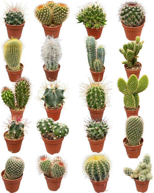 CACTUS MIX 20 VERSCHILLENDE SOORTEN- 5.5CM POTTEN- ↕6-12CM (20 STUKS)