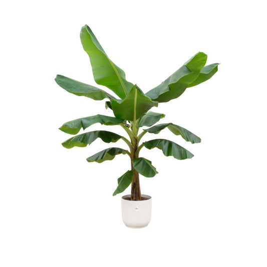 COMBI DEAL - BANANENPLANT MUSA INCLUSIEF ELHO VIBES FOLD ROUND WIT - ROND 30CM - 180 CM