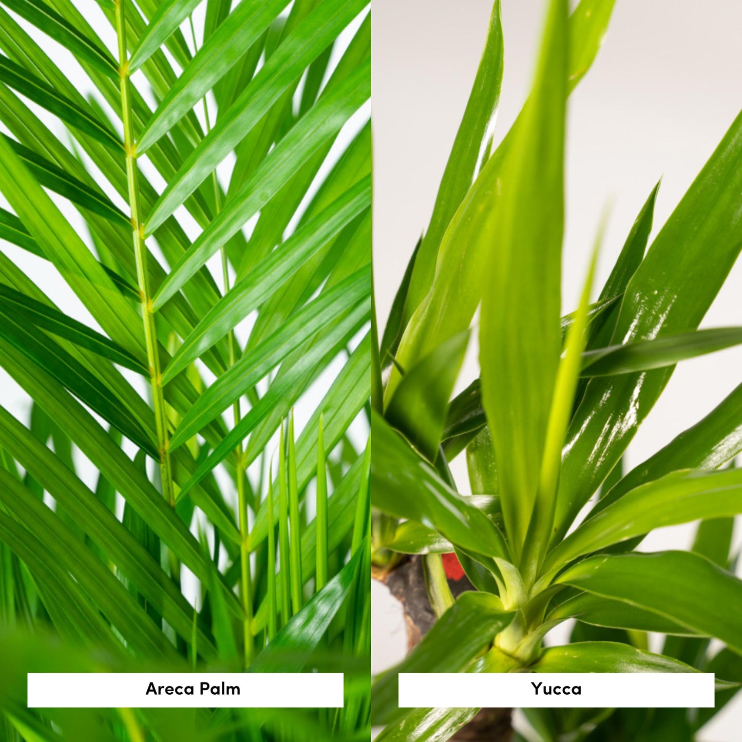 ARECA KAMERPLANT - ↨130CM - Ø24CM + YUCCA KAMERPLANT - ↨100CM - Ø21CM EXLUSIEF BLOEMPOT