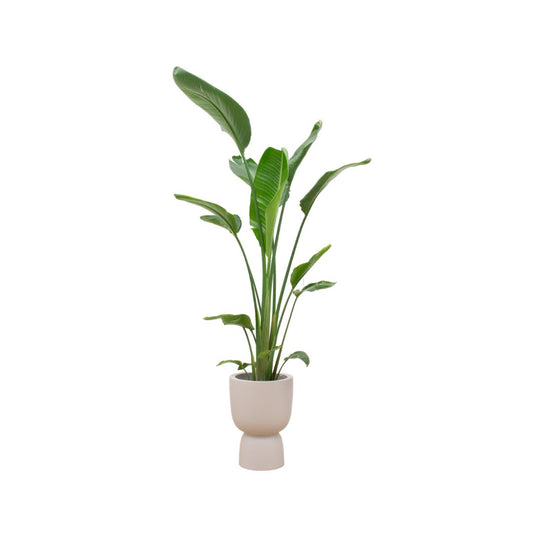 COMBI DEAL - STRELITZIA AUGUSTA MULTI STAM INCLUSIEF ELHO PURE COUPE BEIGE - ROND 35CM - 210 CM