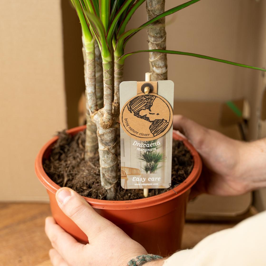 DRACAENA 2 STUKS KAMERPLANTEN EXCLUSIEF BLOEMPOT - ↨60cm - Ø14cm