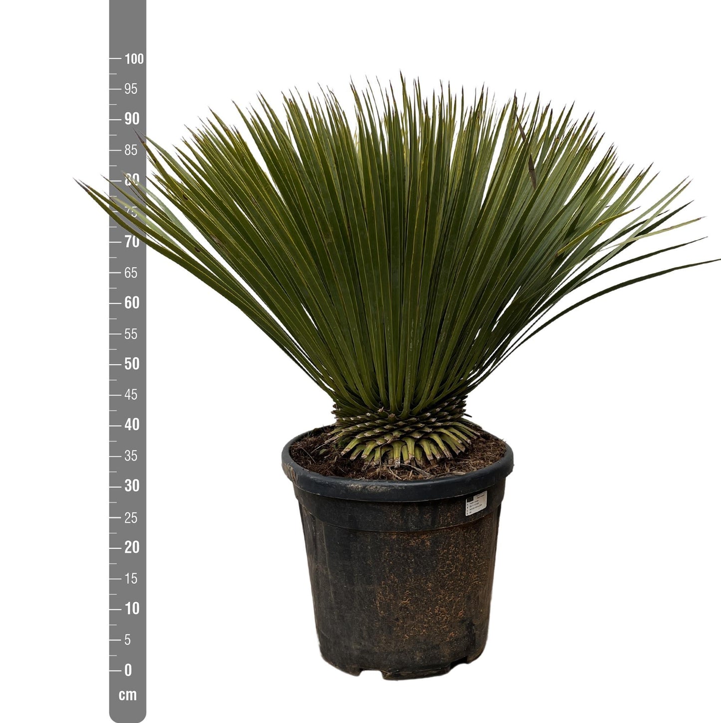 YUCCA ROSTRATA - 90CM- Ø30 "EXCLUSIEF BLOEMBAK''