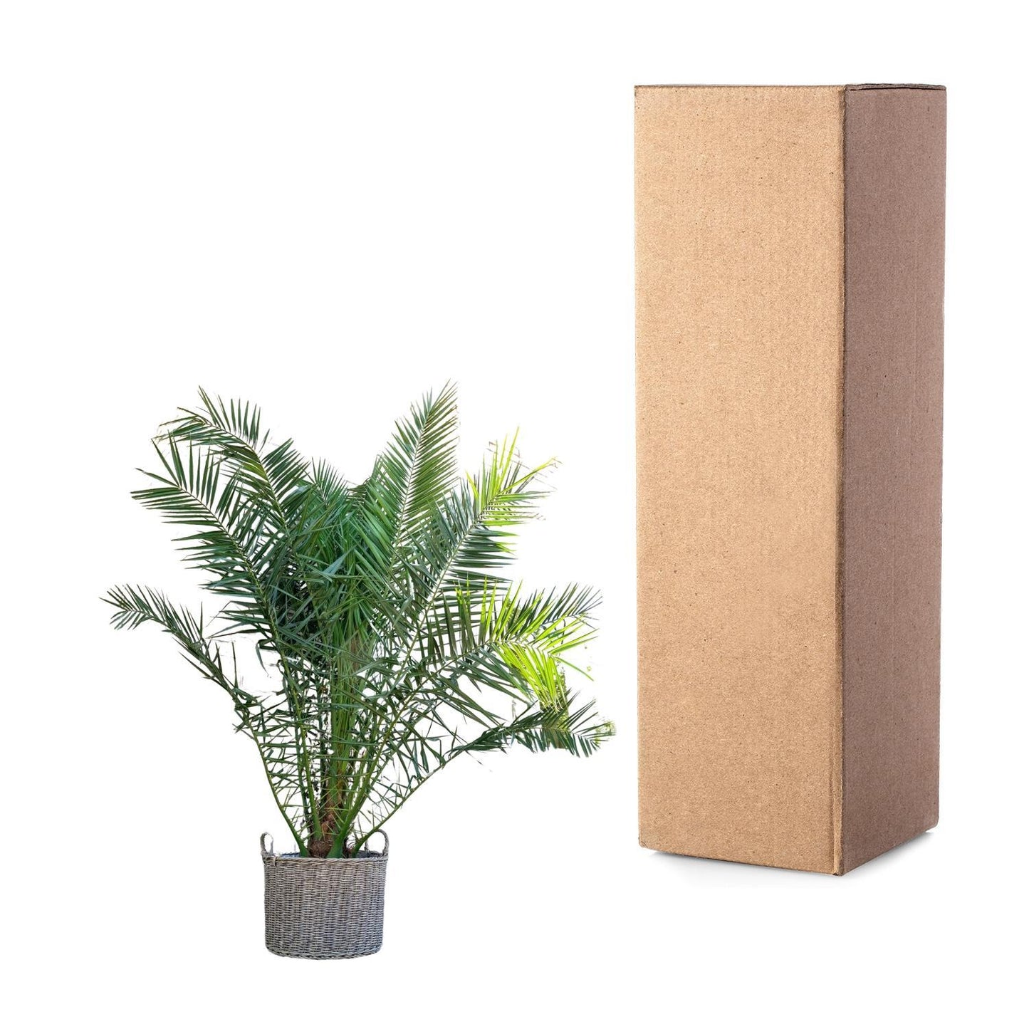 PHOENIX CANARIENSIS - 300CM - ø40CM