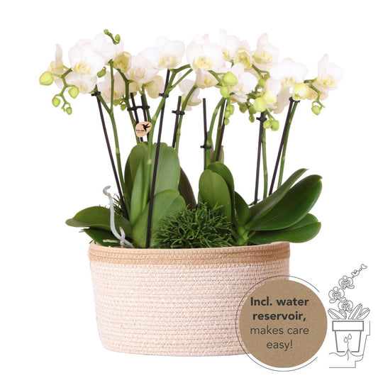 KOLIBRI ORCHIDEEÉN | WITTE PLANTENSET IN KATOEN MAND INCL. WATERRESERVOIR | DRIE WITTE ORCHIDEEÉN AMABILIS 9CM EN DRIE GROENE PLANTEN RHIPSALIS | JUNGLE BOEKET WIT MET ZELVOORZIENEND WATERRESERVOIR