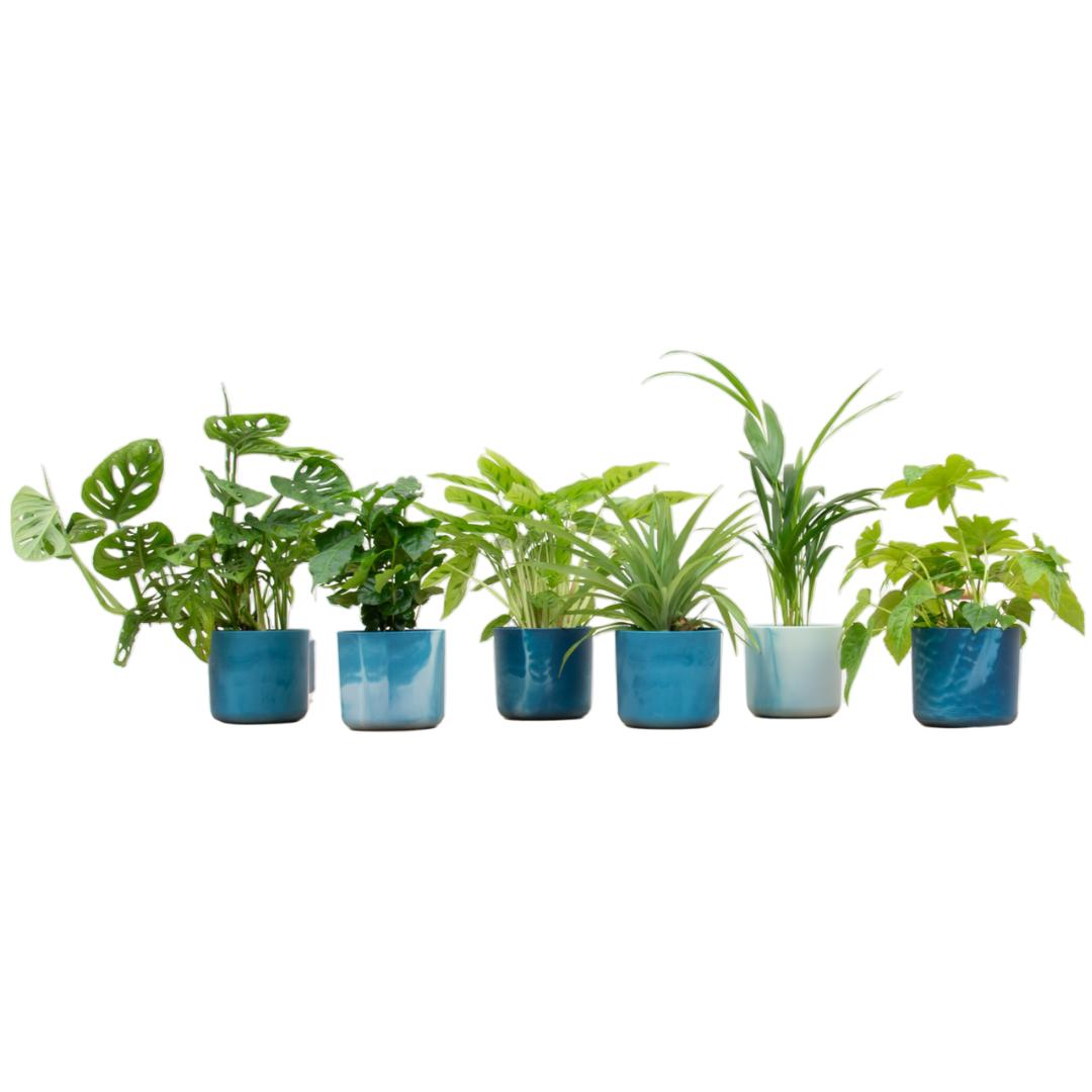 VERRASSINGSBOX - 6 PLANTEN INCLUSIEF ELHO OCEAN ROND ATLANTISCH BLAUW Ø14 ''GEPRESENTEERD OP RTL4''