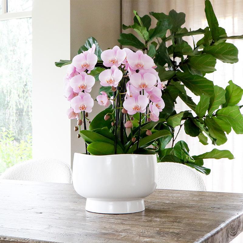 KOLIBRI ORCHIDEEÉN | WITTE PLANTENSET IN SCANDIC SCHAAL INCL. WATERRESERVOIR | DRIE WITTE ORCHIDEEÉN EN DRIE GROENE PLANTEN RHIPSALIS | VELDBOEKET WIT MET ZELFVOORZIENEND WATERRESERVOIR.