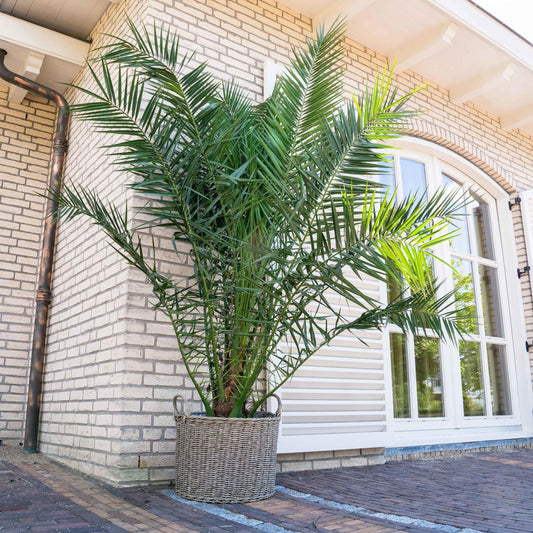 PHOENIX CANARIENSIS - 300CM - ø40CM