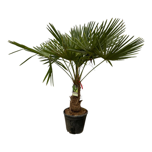 TRACHYCARPUS FORTUNEII - 200 CM - Ø30CM