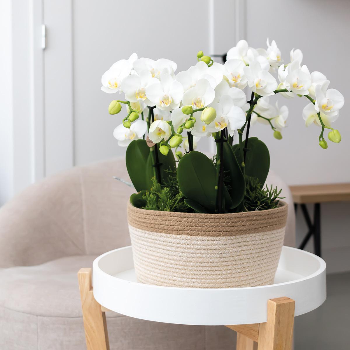 KOLIBRI ORCHIDEEÉN | WITTE PLANTENSET IN KATOEN MAND INCL. WATERRESERVOIR | DRIE WITTE ORCHIDEEÉN AMABILIS 9CM EN DRIE GROENE PLANTEN RHIPSALIS | JUNGLE BOEKET WIT MET ZELVOORZIENEND WATERRESERVOIR