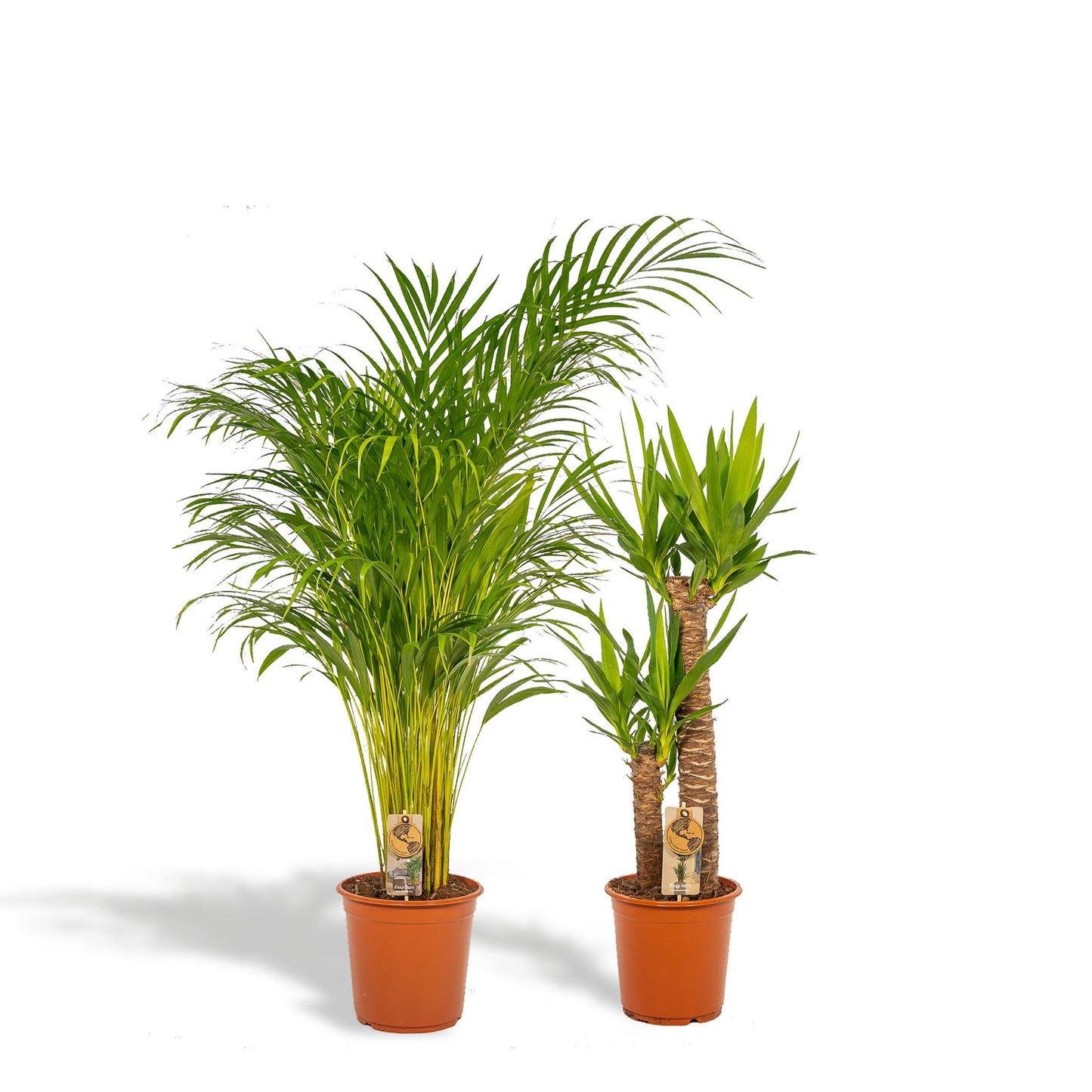 ARECA KAMERPLANT - ↨130CM - Ø24CM + YUCCA KAMERPLANT - ↨100CM - Ø21CM EXLUSIEF BLOEMPOT