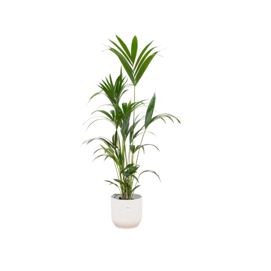 KENTIA PALM INCLUSIEF ELHO VIBES FOLD POT WIT - 160CM - Ø30