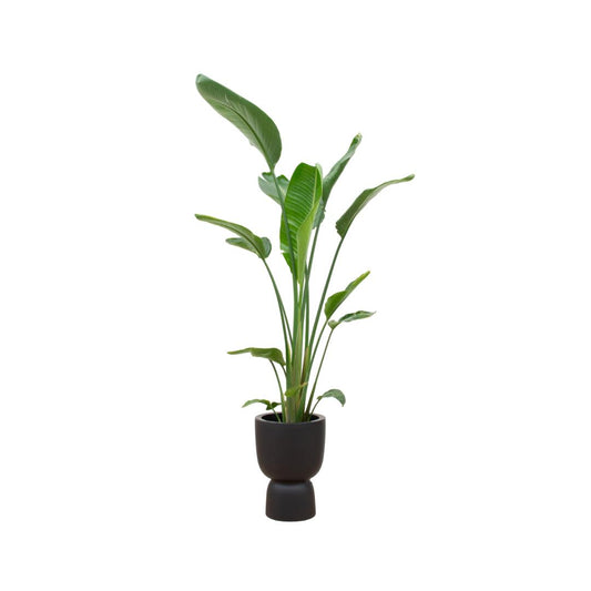 COMBI DEAL - STRELITZIA AUGUSTA MULTI STAM INCLUSIEF ELHO PURE COUPE ZWART ROND - 35 CM - HOOGTE 210 CM