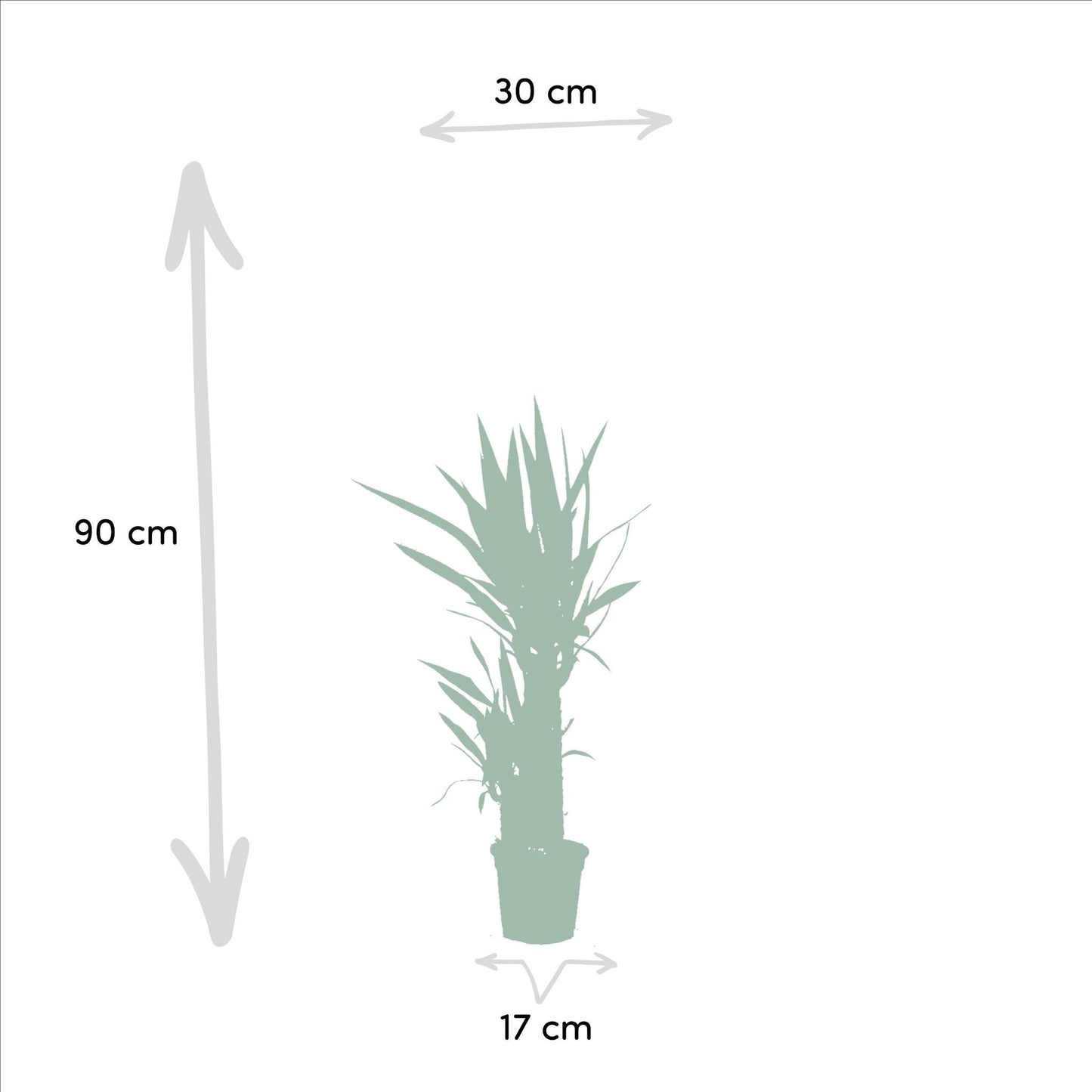 Yucca 2 STUKS KAMERPLANTEN EXCLUSIEF BLOEMPOT - ↨90CM - Ø17CM