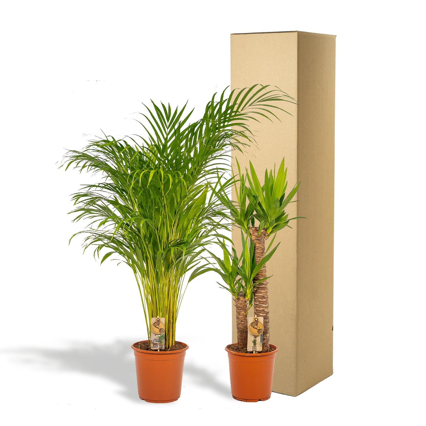 ARECA KAMERPLANT - ↨130CM - Ø24CM + YUCCA KAMERPLANT - ↨100CM - Ø21CM EXLUSIEF BLOEMPOT