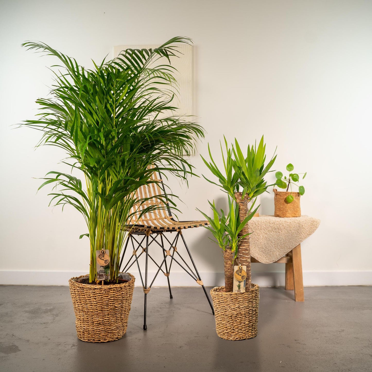 ARECA KAMERPLANT - ↨130CM - Ø24CM + YUCCA KAMERPLANT - ↨100CM - Ø21CM EXLUSIEF BLOEMPOT