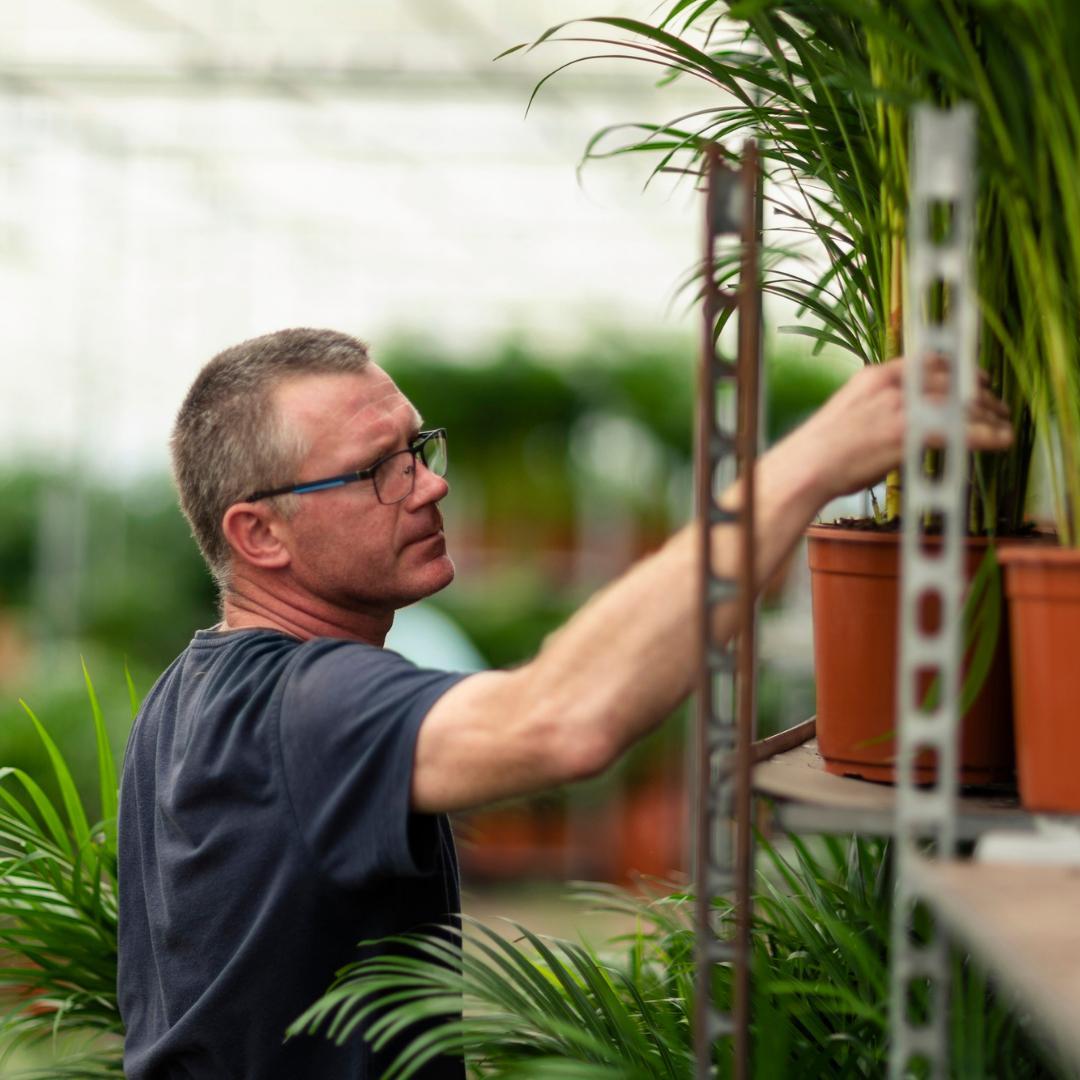 Yucca 2 STUKS KAMERPLANTEN EXCLUSIEF BLOEMPOT - ↨90CM - Ø17CM