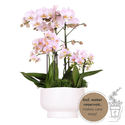 KOLIBRI ORCHIDEEÉN | ROZE PLANTENSET IN SCANDIC SCHAAL INCL. WATERRESERVOIR | DRIE ROZE ORCHIDEEÉN EN DRIE GROENE PLANTEN RHIPSALIS | VELDBOEKET ROZE MET ZELFVOORZIENEND WATERRESERVOIR