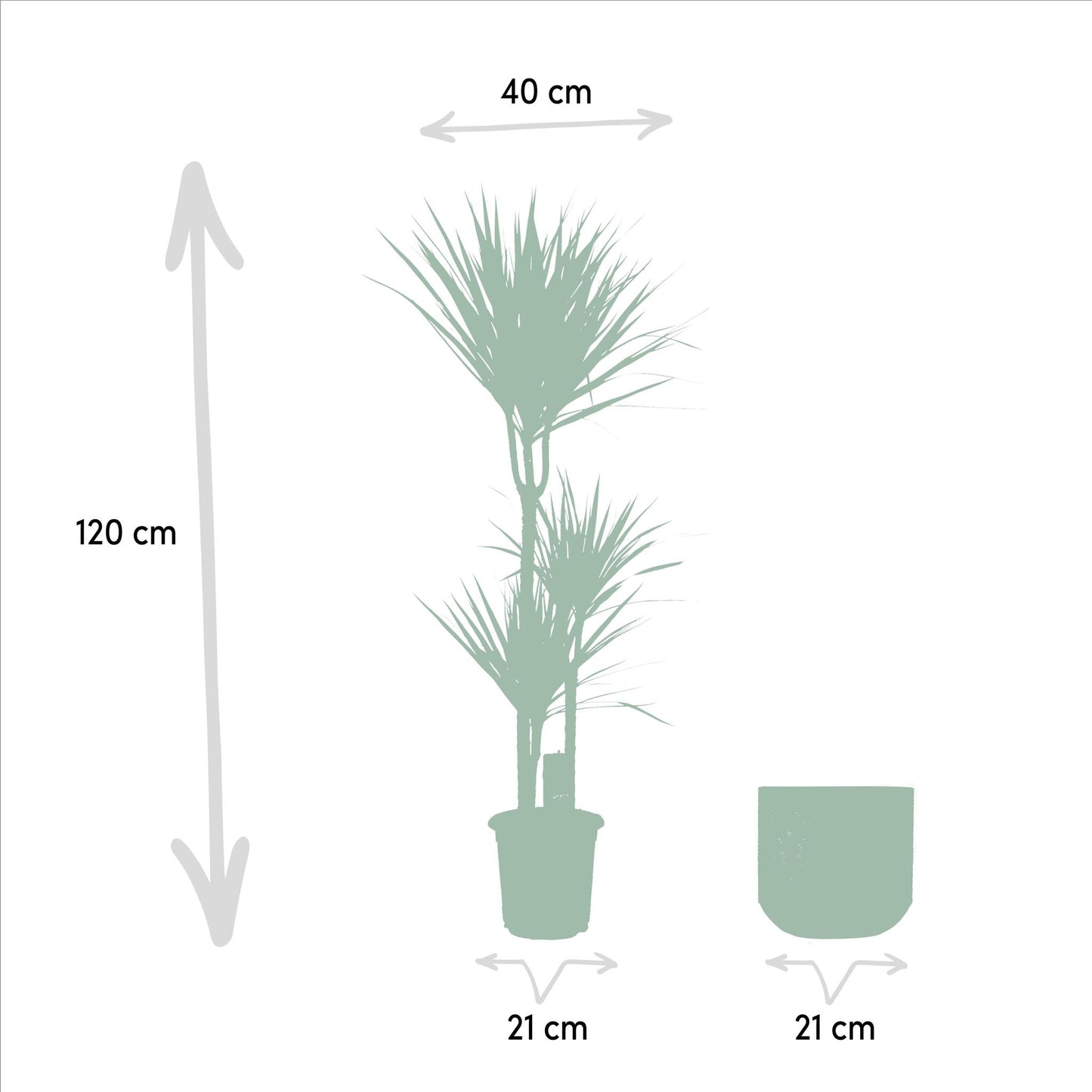 DRACAENA MET BLOEMPOT - ↨120CM - Ø21CM