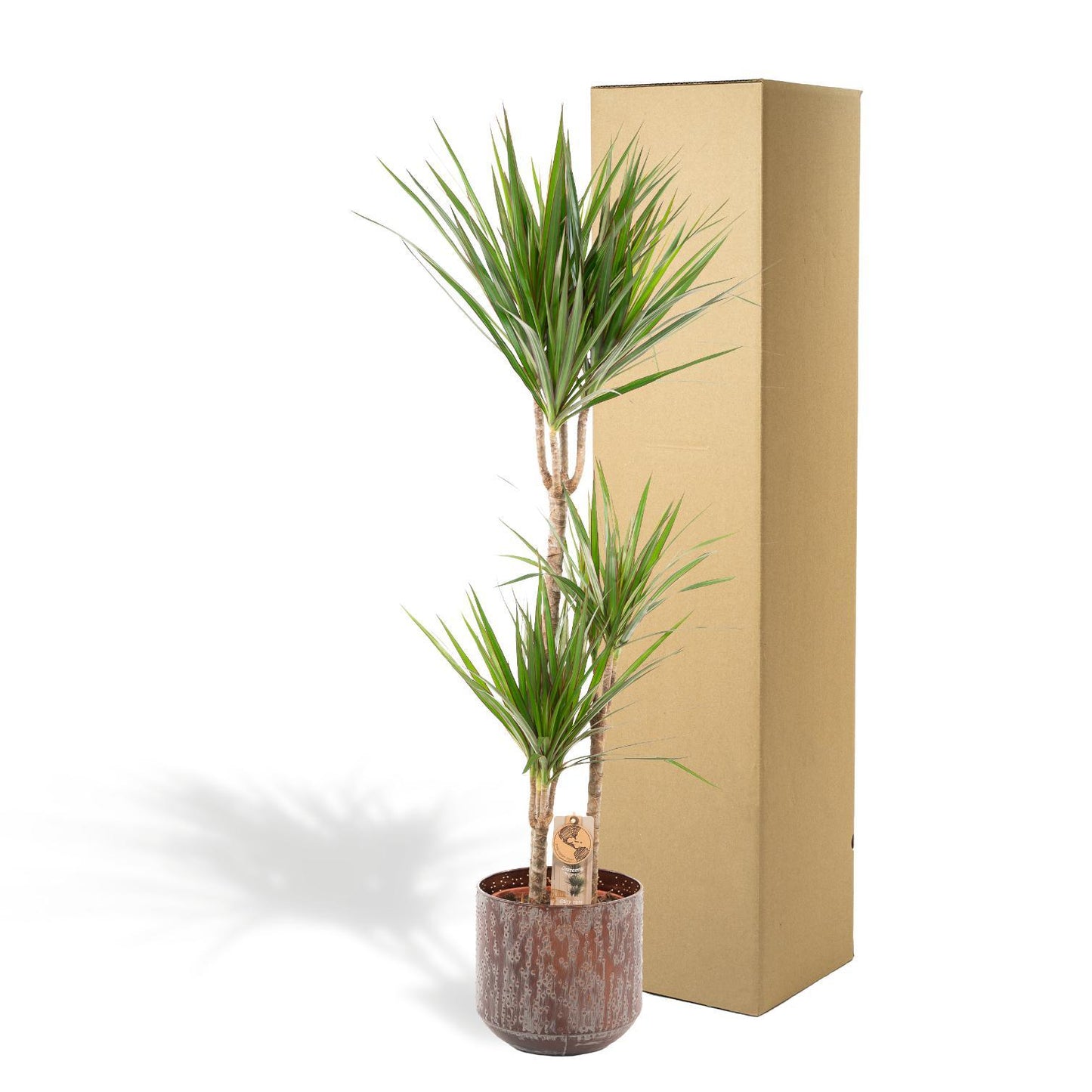 DRACAENA MET BLOEMPOT - ↨120CM - Ø21CM