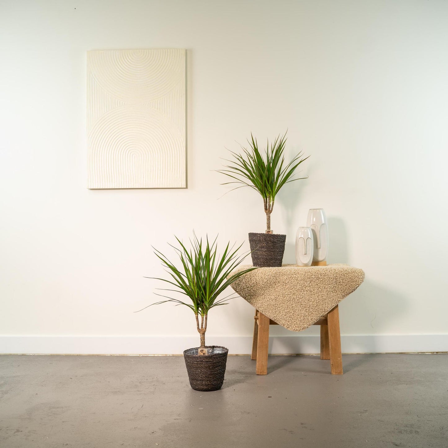 DRACAENA 2 STUKS KAMERPLANTEN EXCLUSIEF BLOEMPOT - ↨60cm - Ø14cm