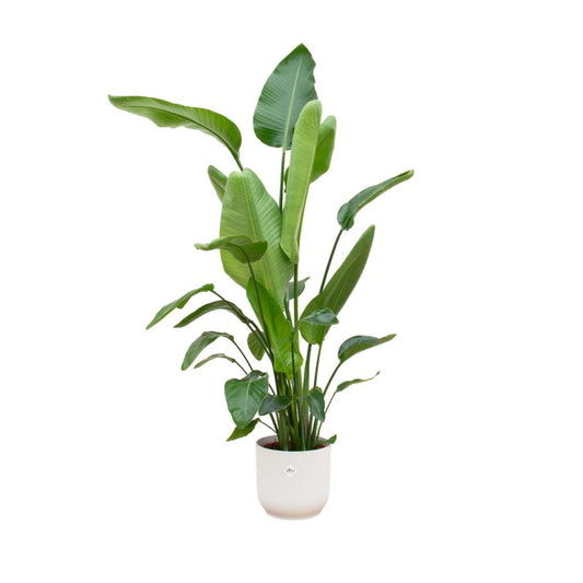 STRELITZIA NICOLIA INCLUSIEF ELHO VIBES FOLD POT WIT - 180 cm - Ø30