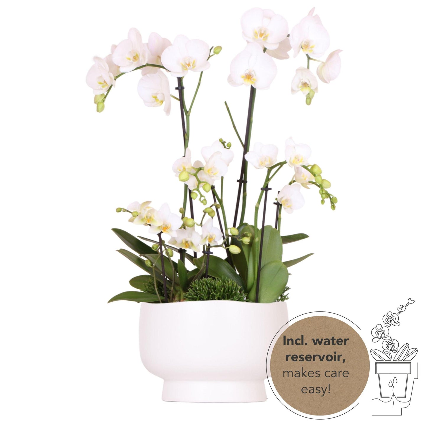 KOLIBRI ORCHIDEEÉN | WITTE PLANTENSET IN SCANDIC SCHAAL INCL. WATERRESERVOIR | DRIE WITTE ORCHIDEEÉN EN DRIE GROENE PLANTEN RHIPSALIS | VELDBOEKET WIT MET ZELFVOORZIENEND WATERRESERVOIR.