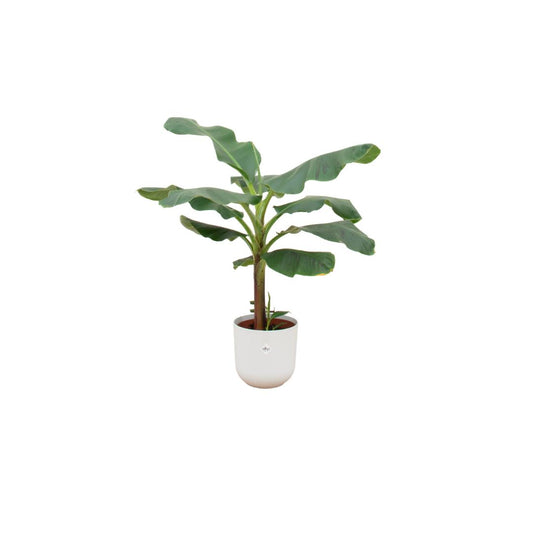 COMBI DEAL - BANANENPLANT MUSA INCLUSIEF ELHO JAZZ ROUND WIT - ROND 23CM - HOOGTE 120 CM