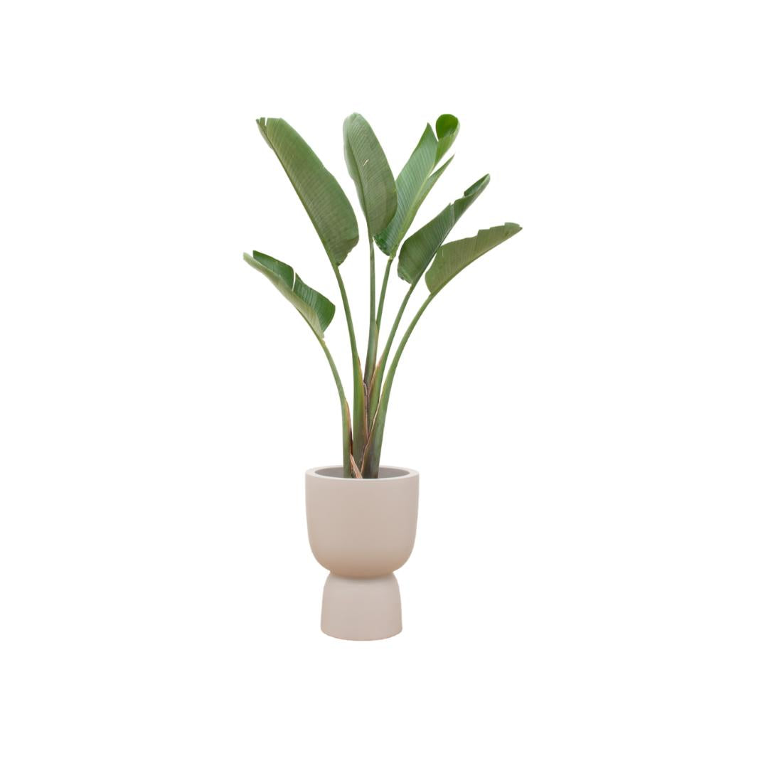 COMBI DEAL - STRELITZIA AUGUSTA INCLUSIEF ELHO PURE COUPE BEIGE EN ZWART - ROND 41CM - HOOGTE 210CM