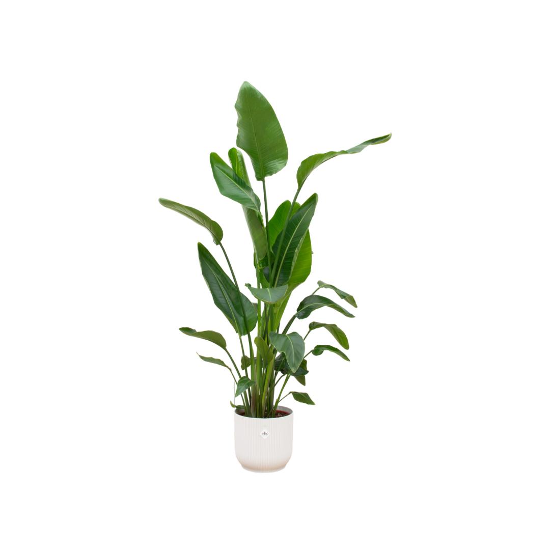 STRELITZIA NICOLAI INCLUSIEF ELHO VIBES FOLD POT wit - 160cm - Ø30