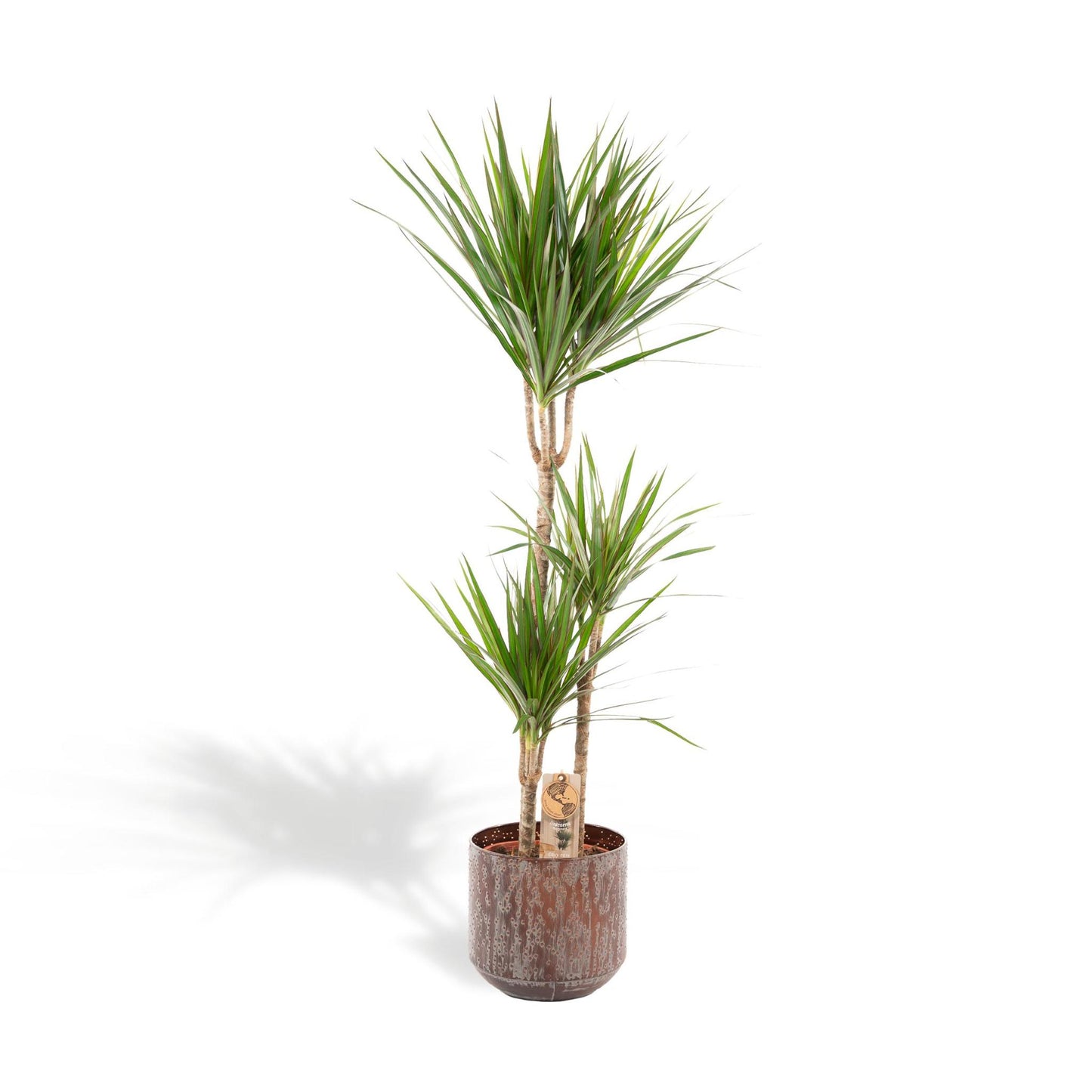 DRACAENA MET BLOEMPOT - ↨120CM - Ø21CM