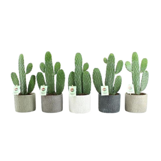 OPUNTIA RUBESCENS CONSOLEA IN KLASSIEKE STENEN KERAMIEK POTTEN! - 5 STUKS -  ROND 14CM - 35CM HOOG