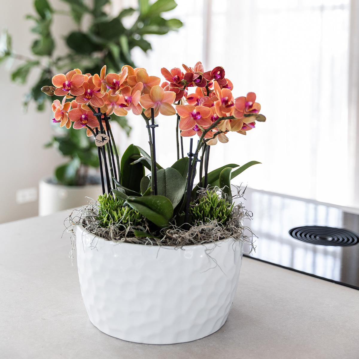 KOLIBRI ORCHIDEEÉN | ORANJE PLANTENSET IN HONIGSCHOTEL INCL. WATERRESERVOIR | DRIE ORANJE ORCHIDEEÉN BOLZANO 9CM EN DRIE GROENE PLANTEN RHIPSALIS | JUNGLE BOUQUET ORANJE MET ZELFVOORZIENEND WATERRESERVOIR