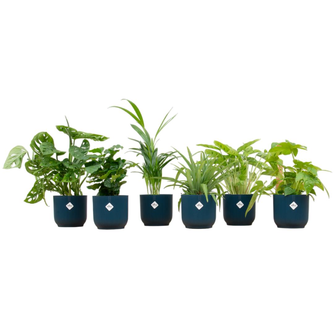 VERRASSINGSBOX - 6 PLANTEN INCLUSIEF ELHO VIBES FOLD ROND Ø14 BLAUW ''GEPRESENTEERD OP RTL4''