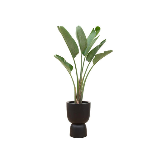 COMBI DEAL - STRELITZIA AUGUSTA INCLUSIES ELHO PURE COUPE ZWART ROND 41 CM - HOOGTE 210 CM