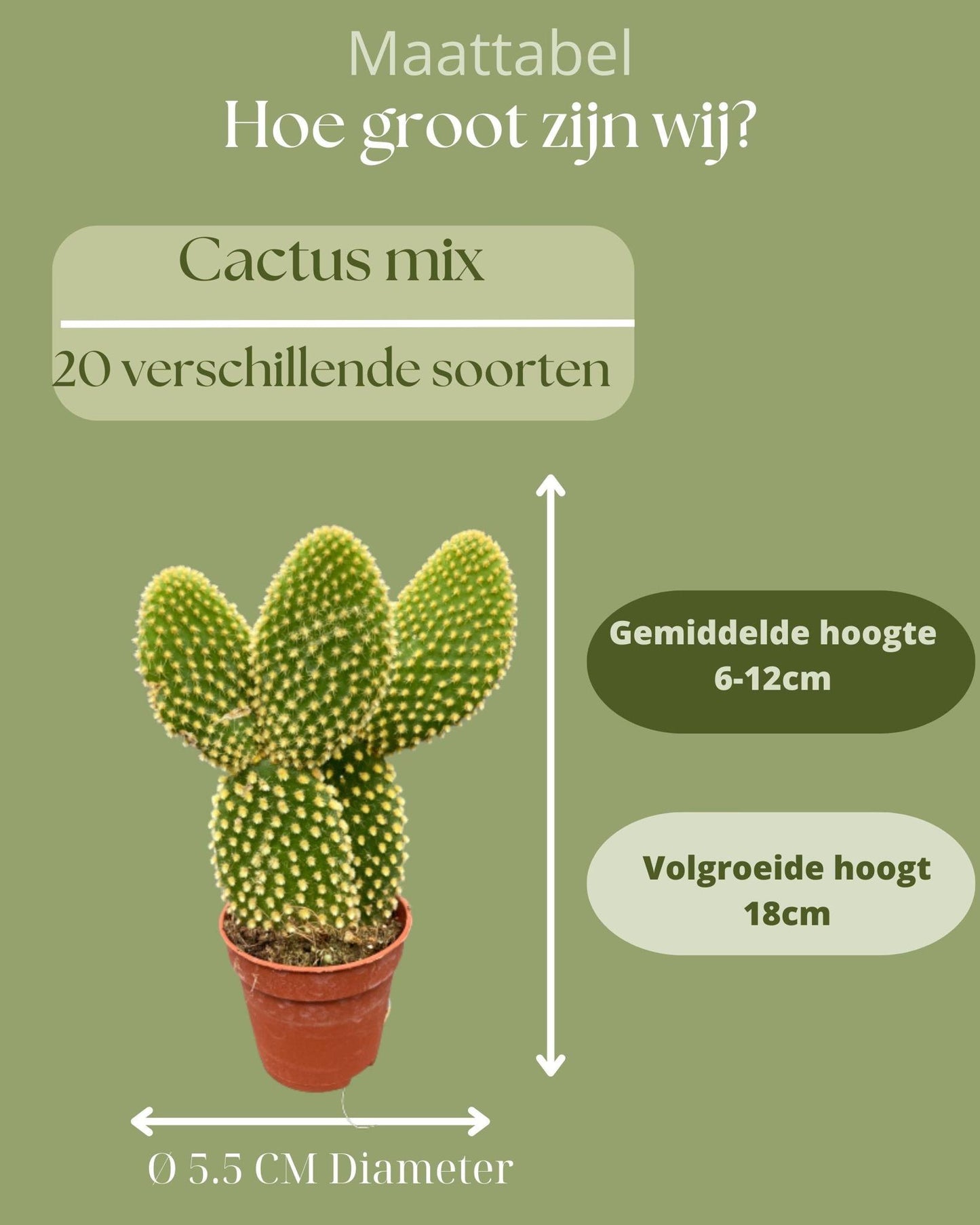 CACTUS MIX 20 VERSCHILLENDE SOORTEN- 5.5CM POTTEN- ↕6-12CM (20 STUKS)