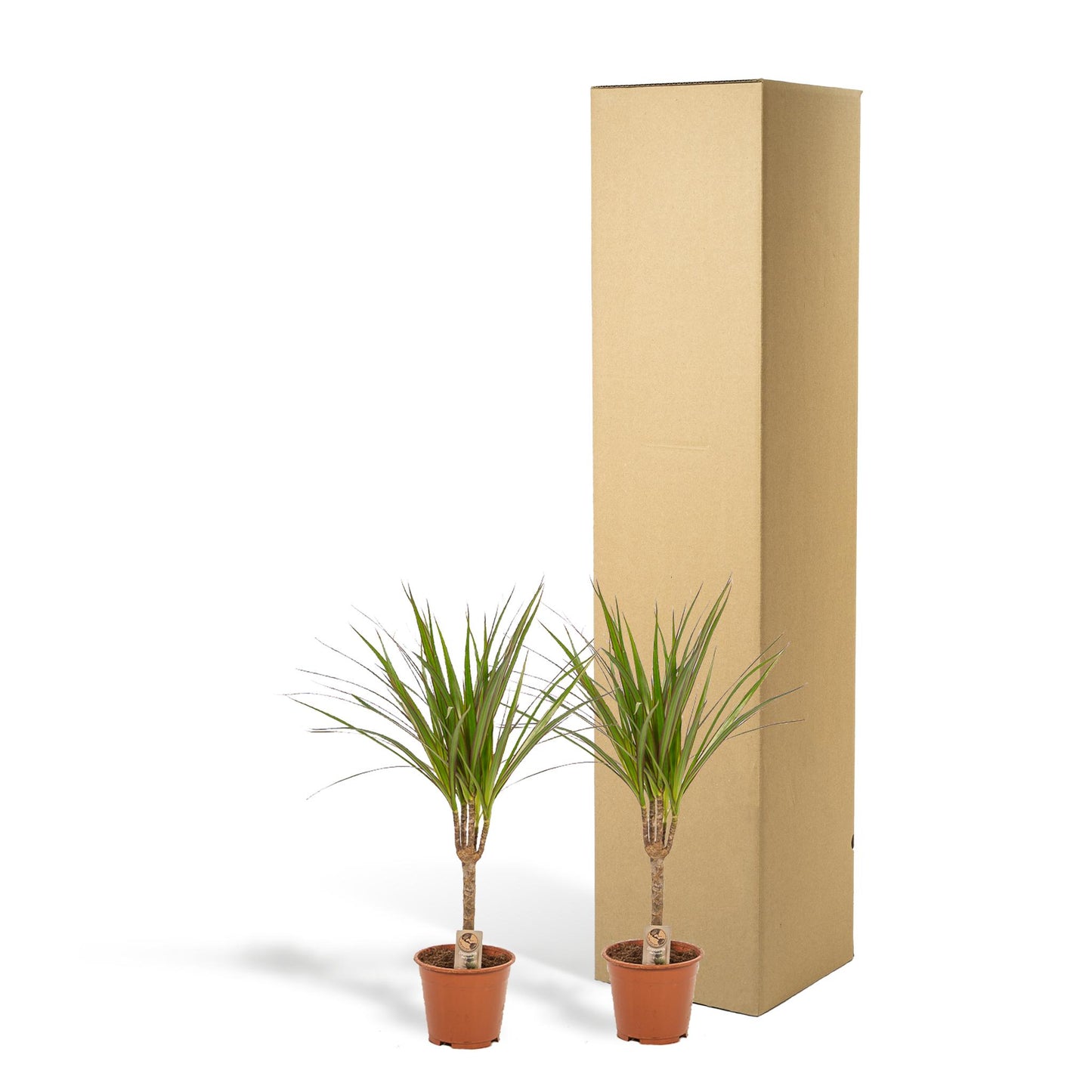 DRACAENA 2 STUKS KAMERPLANTEN EXCLUSIEF BLOEMPOT - ↨60cm - Ø14cm