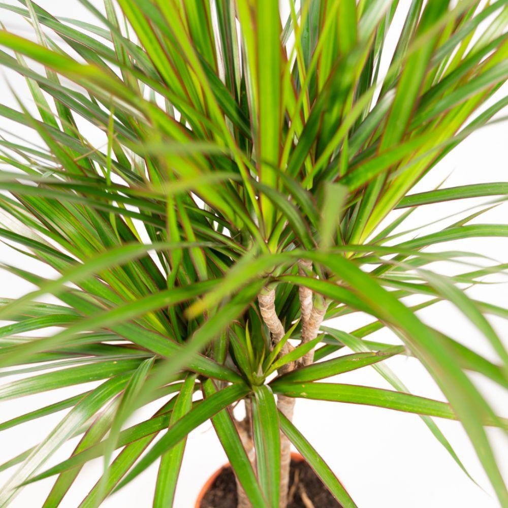 DRACAENA 2 STUKS KAMERPLANTEN EXCLUSIEF BLOEMPOT - ↨60cm - Ø14cm