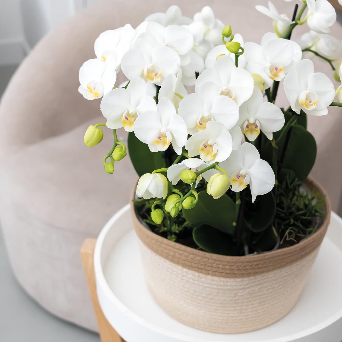 KOLIBRI ORCHIDEEÉN | WITTE PLANTENSET IN KATOEN MAND INCL. WATERRESERVOIR | DRIE WITTE ORCHIDEEÉN AMABILIS 9CM EN DRIE GROENE PLANTEN RHIPSALIS | JUNGLE BOEKET WIT MET ZELVOORZIENEND WATERRESERVOIR