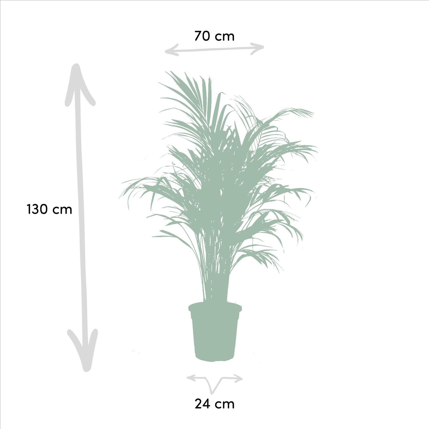 ARECA KAMERPLANT - ↨130CM - Ø24CM + YUCCA KAMERPLANT - ↨100CM - Ø21CM EXLUSIEF BLOEMPOT