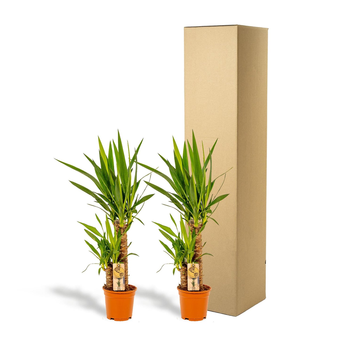 Yucca 2 STUKS KAMERPLANTEN EXCLUSIEF BLOEMPOT - ↨90CM - Ø17CM