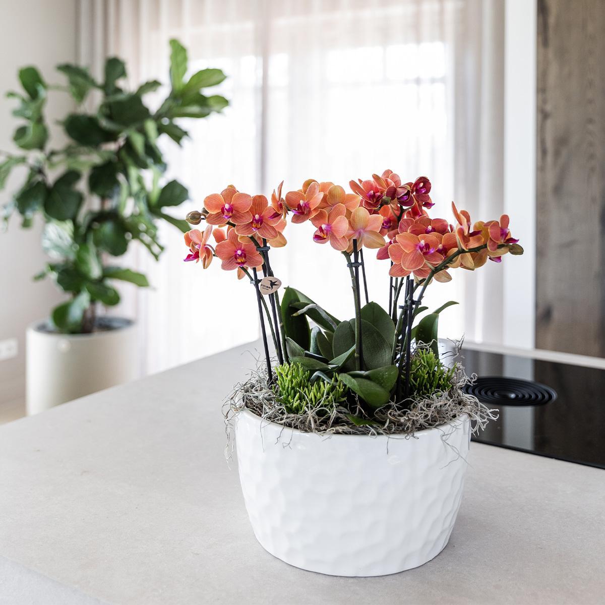 KOLIBRI ORCHIDEEÉN | ORANJE PLANTENSET IN HONIGSCHOTEL INCL. WATERRESERVOIR | DRIE ORANJE ORCHIDEEÉN BOLZANO 9CM EN DRIE GROENE PLANTEN RHIPSALIS | JUNGLE BOUQUET ORANJE MET ZELFVOORZIENEND WATERRESERVOIR