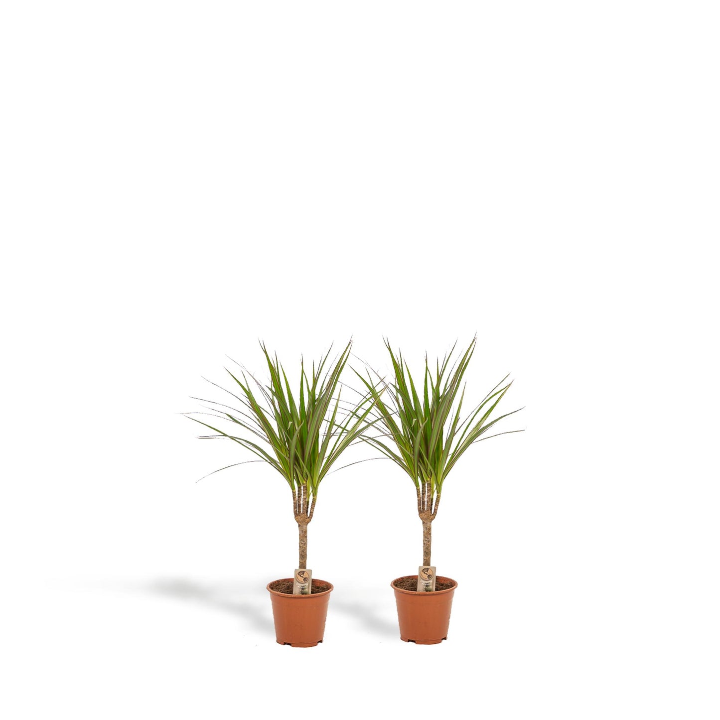 DRACAENA 2 STUKS KAMERPLANTEN EXCLUSIEF BLOEMPOT - ↨60cm - Ø14cm