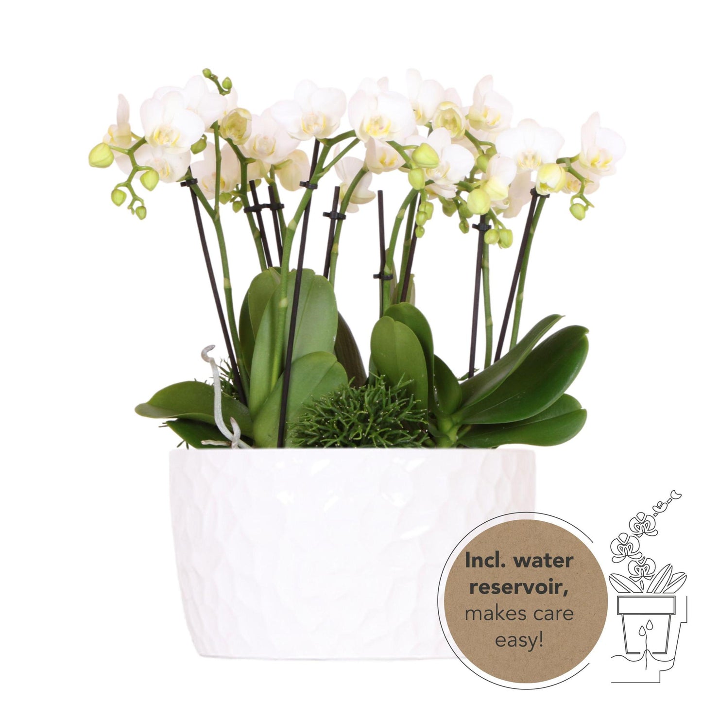 KOLIBRI ORCHIDEEÉN | WITTE PLANTENSET IN HONINGSCHAAL INCL. WATERRESERVOIR | DRIE WITTE ORCHIDEEÉN AMABILIS 9CM EN DRIE GROENE PLANTEN RHIPSALIS | JUNGLE BOEKET WIT MET ZELFVOORZIENEND WATERRESERVOIR