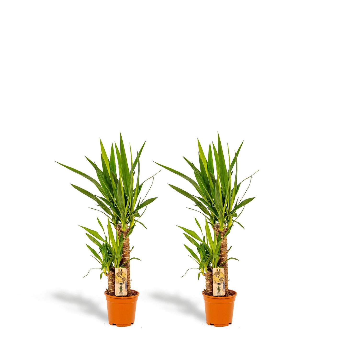 Yucca 2 STUKS KAMERPLANTEN EXCLUSIEF BLOEMPOT - ↨90CM - Ø17CM