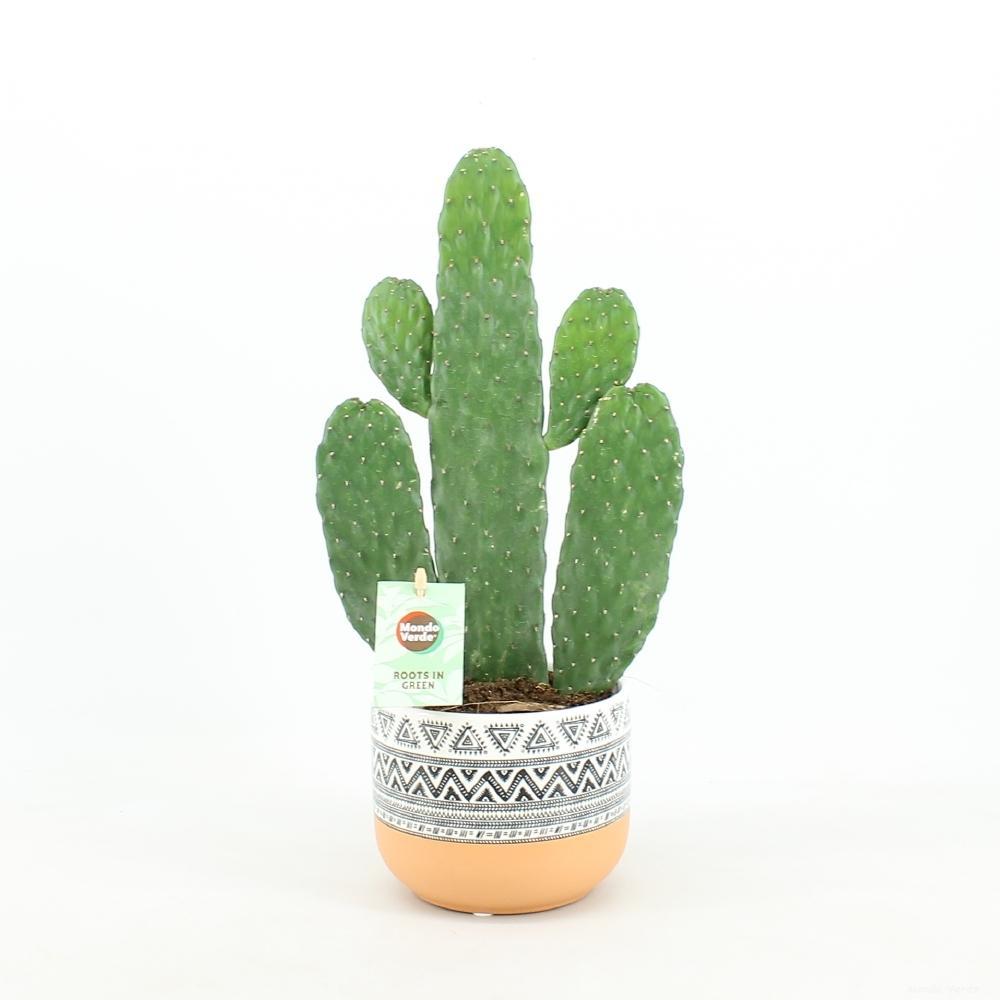 OPUNTIA RUBESCENS CONSOLEA IN NIEUW AZTECA KERAMIEK POTTEN - ROND 13CM - 35CM HOOG