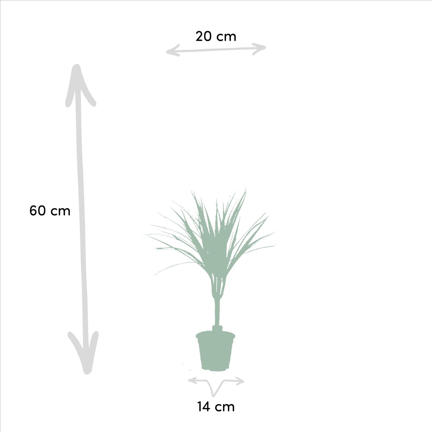 DRACAENA 2 STUKS KAMERPLANTEN EXCLUSIEF BLOEMPOT - ↨60cm - Ø14cm