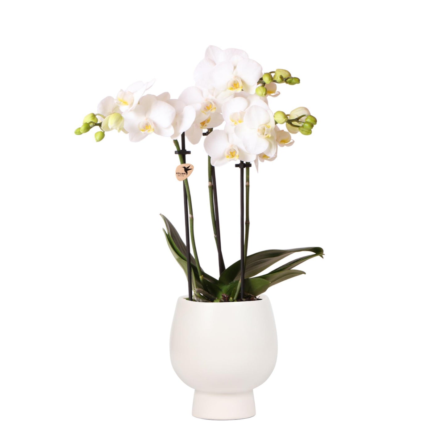 KOLIBRI ORCHIDEE | Witte Phalaenopsis orchidee – Amabilis + Scandic sierpot wit – potmaat Ø9cm – 45cm hoog | bloeiende kamerplant in bloempot - vers van de kweker