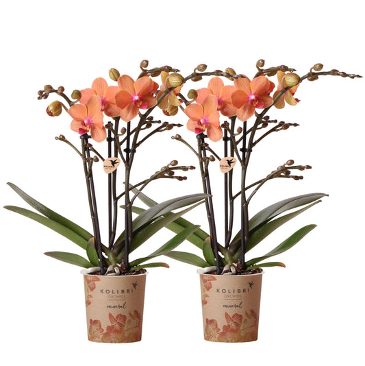 KOLIBRI ORCHIDEE | COMBI DEAL van 2 oranje Phalaenopsis orchideeën - Bolzano - potmaat Ø9cm  bloeiende kamerplant - vers van de kweker